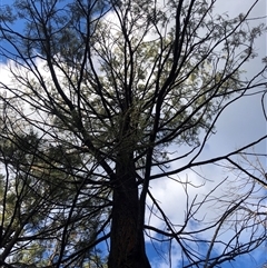 Callitris endlicheri (Black Cypress Pine) at Crowther, NSW - 12 Aug 2025 by Frecko