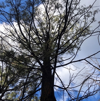Callitris endlicheri (Black Cypress Pine) at Crowther, NSW - 12 Aug 2025 by Frecko