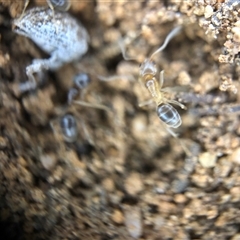 Formicidae (family) (Unidentified ant) at Crowther, NSW - 12 Aug 2025 by Frecko
