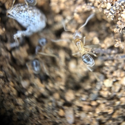 Formicidae (family) (Unidentified ant) at Crowther, NSW - 12 Aug 2025 by Frecko