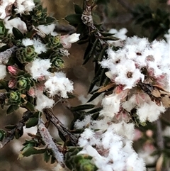 Styphelia attenuata (Small-leaved Beard Heath) at Crowther, NSW - 12 Aug 2025 by Frecko