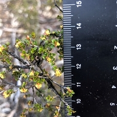 Pseudanthus divaricatissimus (Tangled Pseudanthus) at Crowther, NSW - 12 Aug 2025 by Frecko