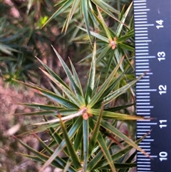 Melichrus erubescens (Ruby Urn Heath) at Crowther, NSW - 12 Aug 2025 by Frecko