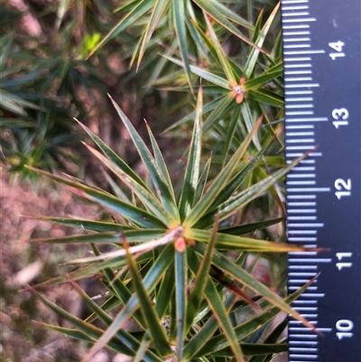 Melichrus erubescens (Ruby Urn Heath) at Crowther, NSW - 12 Aug 2025 by Frecko