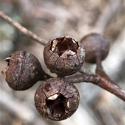 Eucalyptus macrorhyncha (Red Stringybark) at Crowther, NSW - 12 Aug 2025 by Frecko