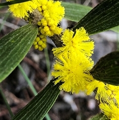 Acacia lanigera var. lanigera (Woolly Wattle, Hairy Wattle) at Crowther, NSW - 12 Aug 2025 by Frecko