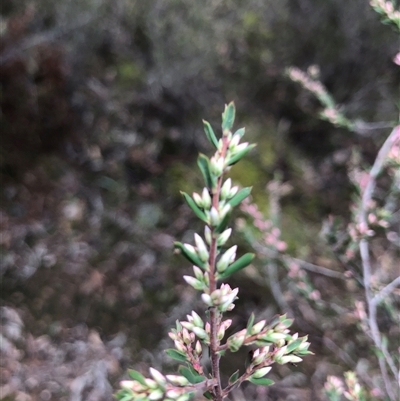 Styphelia mutica (Blunt Beard-heath) at Crowther, NSW - 12 Aug 2025 by Frecko