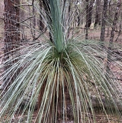 Xanthorrhoea glauca subsp. angustifolia (Grey Grass-tree) at Crowther, NSW - 12 Aug 2025 by Frecko