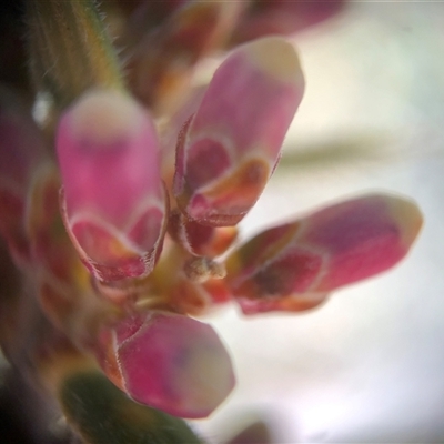 Lissanthe strigosa subsp. subulata (Peach Heath) at Crowther, NSW - 11 Aug 2025 by Frecko