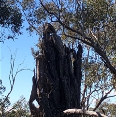 Climacteris picumnus picumnus (Brown Treecreeper) at Crowther, NSW - 11 Aug 2025 by Frecko