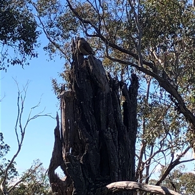Climacteris picumnus picumnus (Brown Treecreeper) at Crowther, NSW - 11 Aug 2025 by Frecko