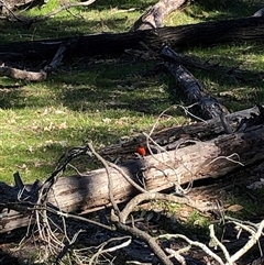 Petroica phoenicea (Flame Robin) at Crowther, NSW - 11 Aug 2025 by Frecko