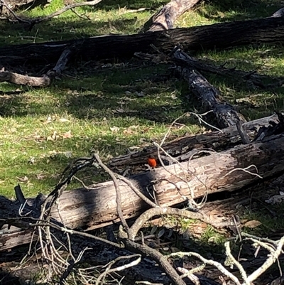 Petroica phoenicea (Flame Robin) at Crowther, NSW - 11 Aug 2025 by Frecko