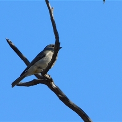 Pachycephala pectoralis (Golden Whistler) at Symonston, ACT - 12 Aug 2025 by CallumBraeRuralProperty
