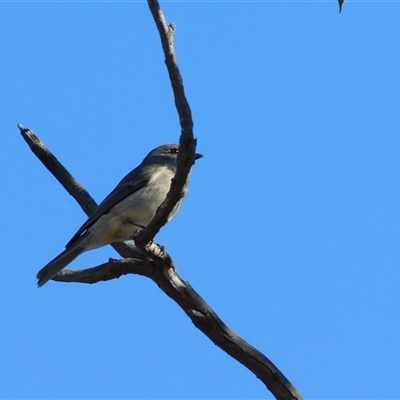 Pachycephala pectoralis (Golden Whistler) at Symonston, ACT - 12 Aug 2025 by CallumBraeRuralProperty
