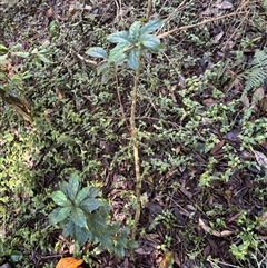 Unverified Plant at Gordon, NSW - 12 Aug 2025 by Choyster