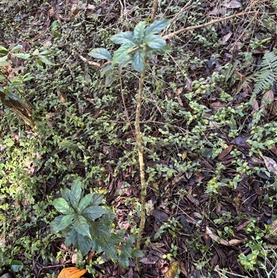 Unverified Plant at Gordon, NSW - 12 Aug 2025 by Choyster