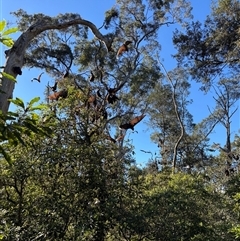 Pteropus poliocephalus (Grey-headed Flying-fox) at Gordon, NSW - 12 Aug 2025 by Choyster
