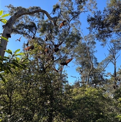 Pteropus poliocephalus (Grey-headed Flying-fox) at Gordon, NSW - 12 Aug 2025 by Choyster