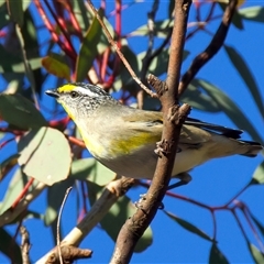 Pardalotus striatus (Striated Pardalote) at Ainslie, ACT - 12 Aug 2025 by jb2602