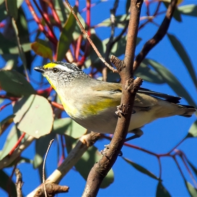 Pardalotus striatus (Striated Pardalote) at Ainslie, ACT - 12 Aug 2025 by jb2602