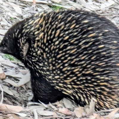 Tachyglossus aculeatus (Short-beaked Echidna) at Kambah, ACT - 12 Aug 2025 by HelenCross