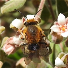 Trichocolletes aeratus (A Spring Bee) at Acton, ACT - 12 Aug 2025 by HelenCross