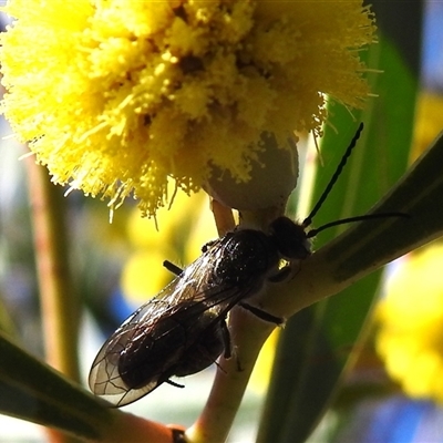 Unverified Flower Wasps (Scoliidae, Thynnidae or Tiphiidae) at Acton, ACT - 12 Aug 2025 by HelenCross