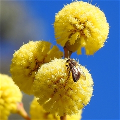 Unverified Wasp (Hymenoptera, Apocrita) at Acton, ACT - 12 Aug 2025 by HelenCross