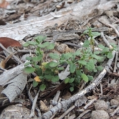 Dysphania pumilio (Small Crumbweed) at Theodore, ACT - 23 Jan 2025 by MichaelBedingfield