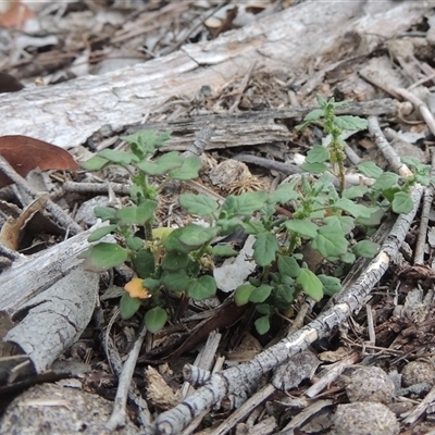 Dysphania pumilio (Small Crumbweed) at Theodore, ACT - 23 Jan 2025 by MichaelBedingfield