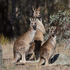 Macropus giganteus (Eastern Grey Kangaroo) at Tharwa, ACT - 31 Jul 2025 by TimL