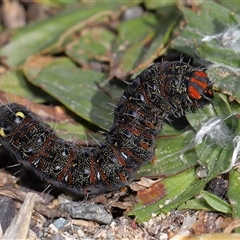 Apina callisto (Pasture Day Moth) at Yarralumla, ACT - 12 Aug 2025 by TimL