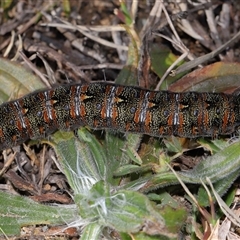 Apina callisto (Pasture Day Moth) at Yarralumla, ACT - 12 Aug 2025 by TimL