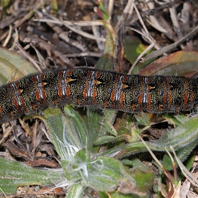 Apina callisto (Pasture Day Moth) at Yarralumla, ACT - 12 Aug 2025 by TimL