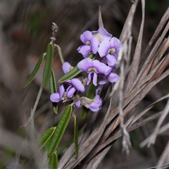 Hovea heterophylla (Common Hovea) at Bruce, ACT - 12 Aug 2025 by RobertD