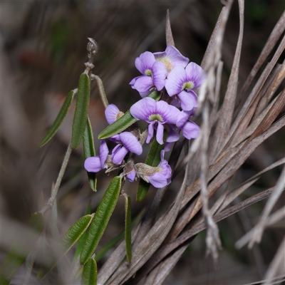 Hovea heterophylla (Common Hovea) at Bruce, ACT - 12 Aug 2025 by RobertD