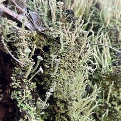 Cladonia sp. (genus) (Cup Lichen) at Tharwa, ACT - 9 Aug 2025 by LineMarie