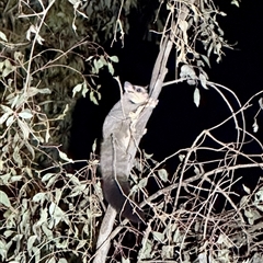Petaurus norfolcensis (Squirrel Glider) at Thurgoona, NSW - 12 Aug 2025 by Gregory