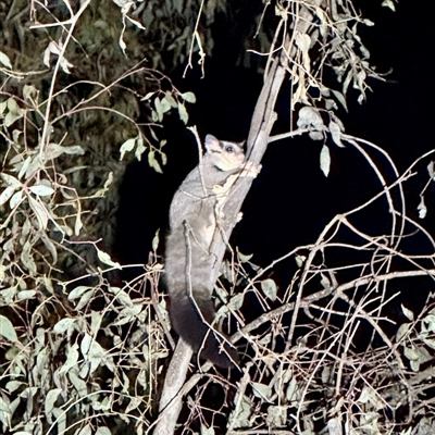 Petaurus norfolcensis (Squirrel Glider) at Thurgoona, NSW - 12 Aug 2025 by Gregory