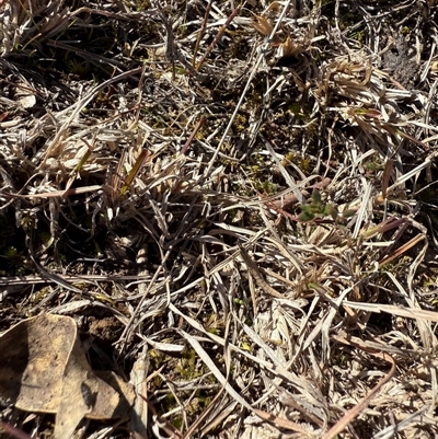 Keyacris scurra (Key's Matchstick Grasshopper) at Taylor, ACT - 11 Aug 2025 by leith7
