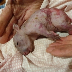 Vombatus ursinus (Bare-nosed Wombat, Common wombat) at Bundanoon, NSW - 12 Aug 2025 by Aussiegall