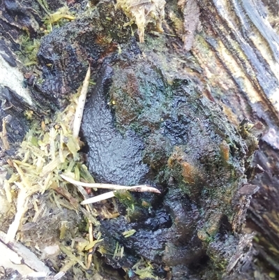 Unverified Other fungi on wood at Wirlinga, NSW - 23 Jul 2025 by RobCook