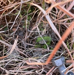 Asperula conferta (Common Woodruff) at Rendezvous Creek, ACT - 12 Aug 2025 by JamesVandersteen
