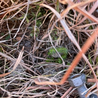 Asperula conferta (Common Woodruff) at Rendezvous Creek, ACT - 12 Aug 2025 by JamesVandersteen