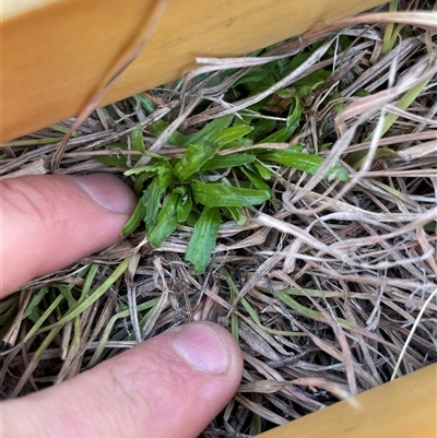 Epilobium billardiereanum (Willowherb) at Rendezvous Creek, ACT - 12 Aug 2025 by JamesVandersteen