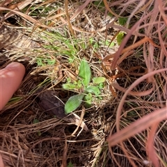 Plantago varia (Native Plaintain) at Rendezvous Creek, ACT - 12 Aug 2025 by JamesVandersteen