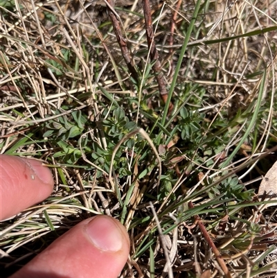 Hypericum perforatum (St John's Wort) at Rendezvous Creek, ACT - 12 Aug 2025 by JamesVandersteen