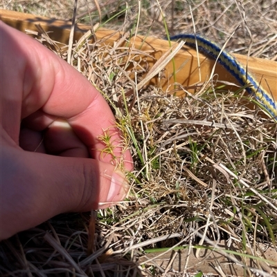 Scleranthus sp. (A Knawel) at Rendezvous Creek, ACT - 12 Aug 2025 by JamesVandersteen