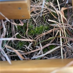 Acrotriche serrulata (Ground-berry) at Rendezvous Creek, ACT - 12 Aug 2025 by JamesVandersteen